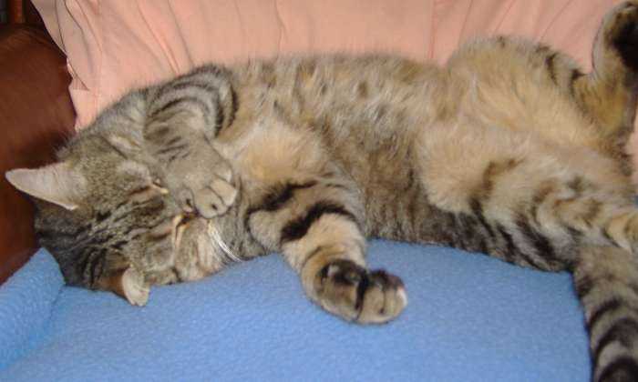 Puzzle repos sans souci