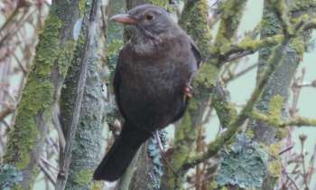 Puzzle 6394 - oiseau dans le bois
