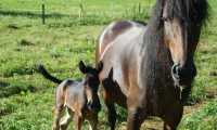 Puzzle Cheval
