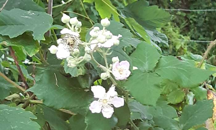 Puzzle Fleurs de mûrier - Paysages & Fleurs - Absolu Puzzle