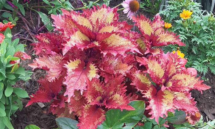 Puzzle Belles couleurs - Paysages & Fleurs - Absolu Puzzle