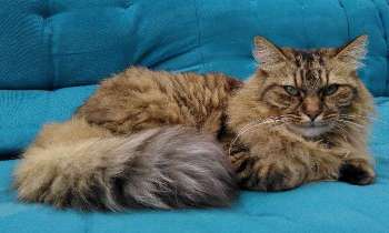 Puzzle 5973 - La sieste