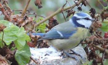 Puzzle 5935 - mésange bleue en hiver