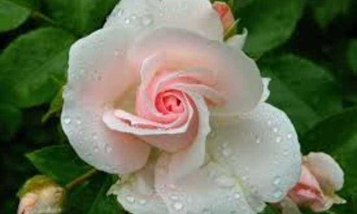 Puzzle Rose en rosée