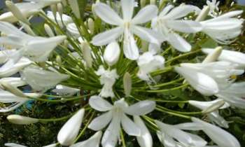 Puzzle 6005 - agapanthe