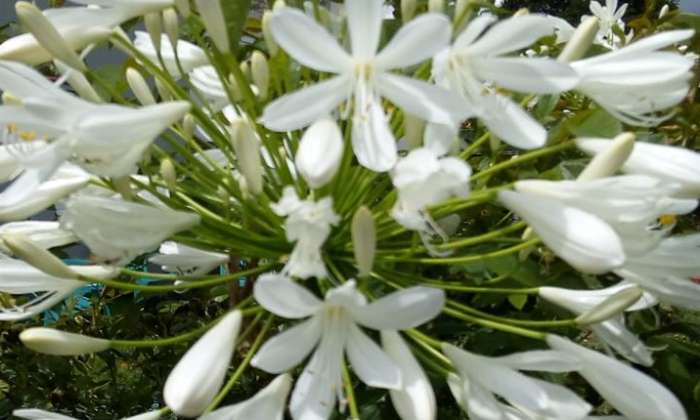 Puzzle agapanthe