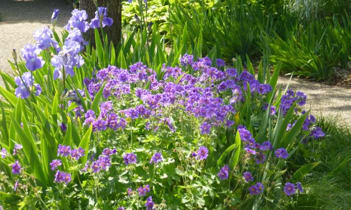 Puzzle iris et géraniums