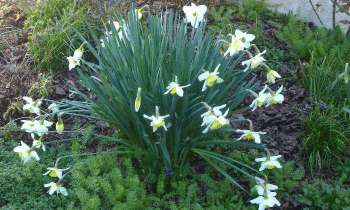 Puzzle 5786 - touffe de narcisses