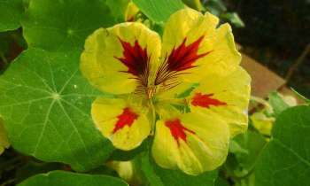 Puzzle 5817 - fleur de capucine