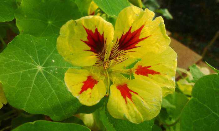 Puzzle fleur de capucine