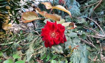 Puzzle 5919 - Rose solitaire