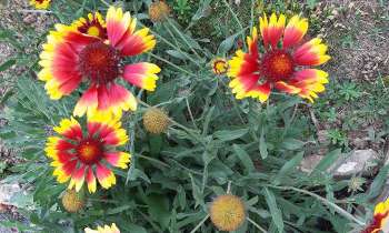 Puzzle 6144 - Fleur