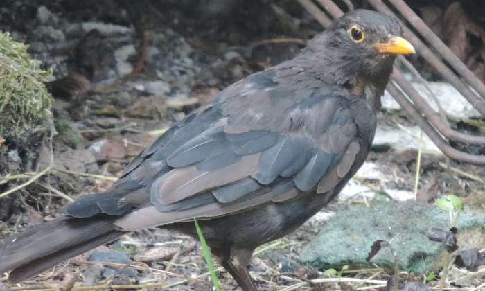 Puzzle merle - Animaux - Absolu Puzzle