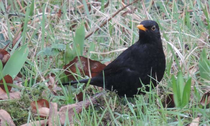 Puzzle merle - Animaux - Absolu Puzzle