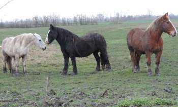 Puzzle 13517 - chevaux dans le marais