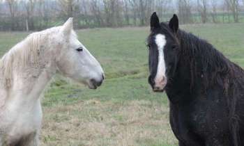 Puzzle 6006 - chevaux dans le marais