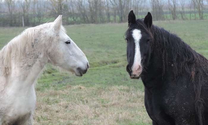 Puzzle chevaux dans le marais