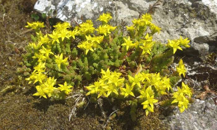 Puzzle sedum jaune sur un vieux mur