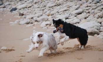 Puzzle 12557 - jelly et loulou à la plage