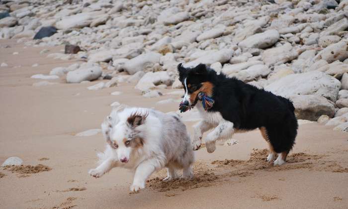 Puzzle jelly et loulou à la plage