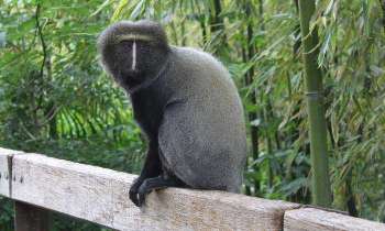 Puzzle 5811 - Singe au zoo