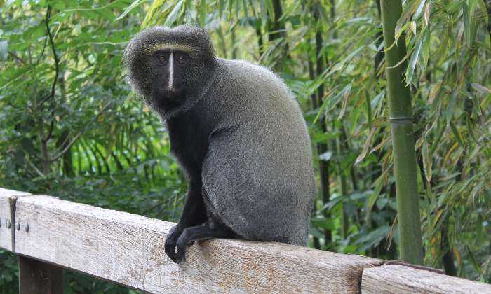 Puzzle Singe au zoo