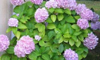 Puzzle 7817 - hortensia