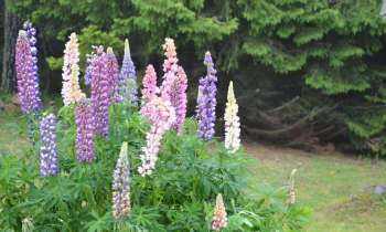 Puzzle 5913 - Lupin