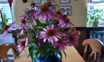 Puzzle 6099 - Fleurs