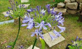 Puzzle 5943 - Fleurs du jardin