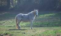 Puzzle crin blanc