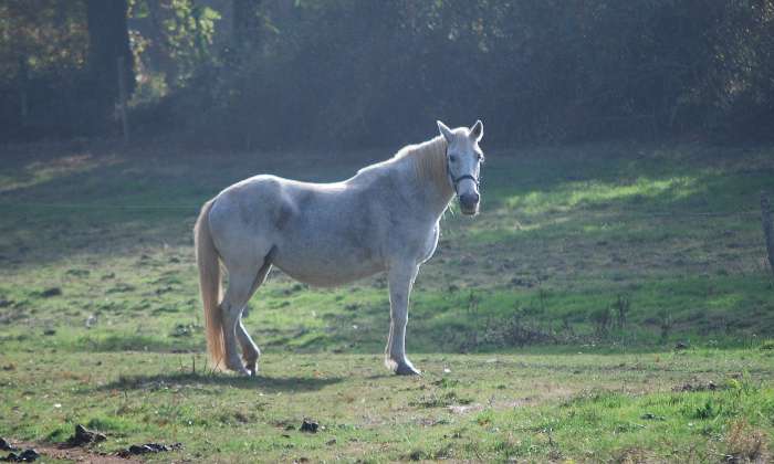 Puzzle crin blanc - Animaux - Absolu Puzzle