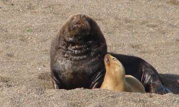 Puzzle 5969 - un couple d'otaries