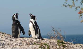 Puzzle 6672 - un couple de pingouins