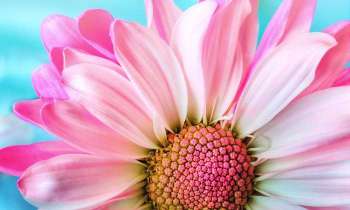 Puzzle 5933 - Jolie fleur