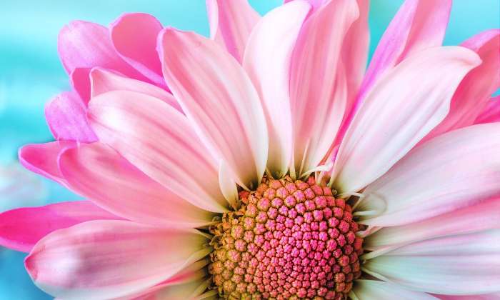 Puzzle Jolie fleur