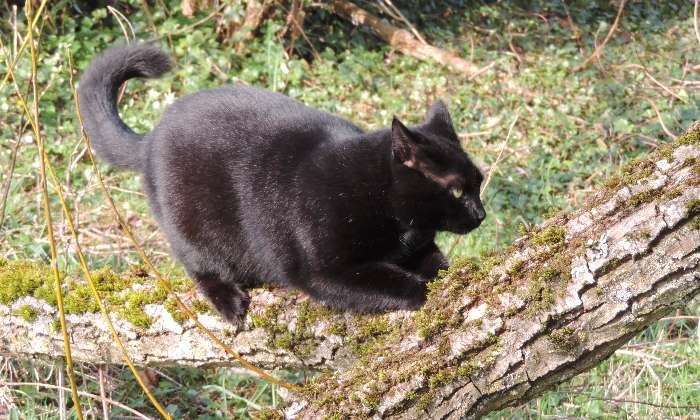 Puzzle Réglisse fait ses griffes - Animaux - Absolu Puzzle