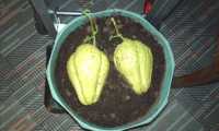Puzzle cristophines en germination