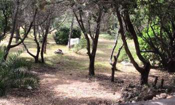 Puzzle 6340 - sous-bois Corse