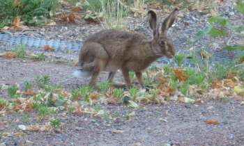 Puzzle 6317 - Hase