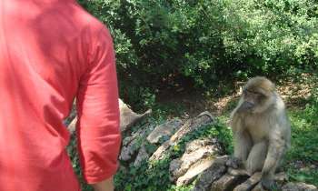 12936 | Singe - Singe attendant son obole