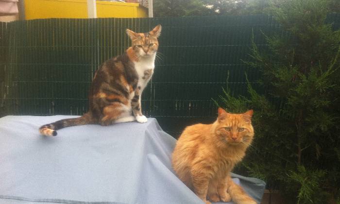 Puzzle lilou et caramel - Animaux - Absolu Puzzle