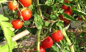 Puzzle 5905 - Tomates