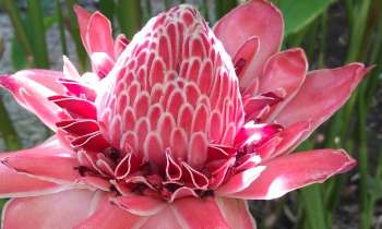 Puzzle 6282 - Rose de porcelaine