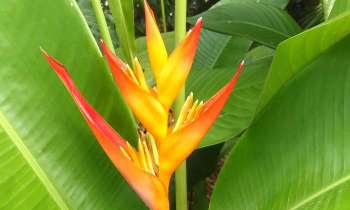 Puzzle 7293 - Fleur exotique