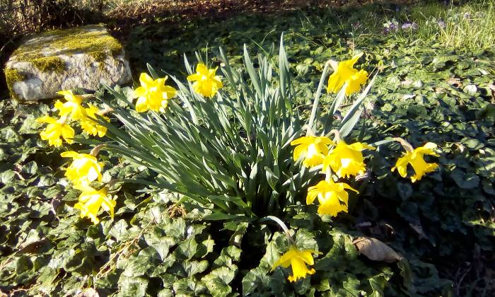 Puzzle narcisses - Paysages & Fleurs - Absolu Puzzle