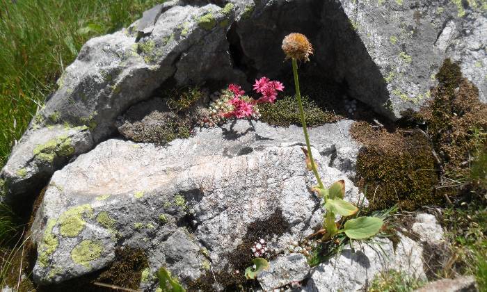 Puzzle les deux alpes