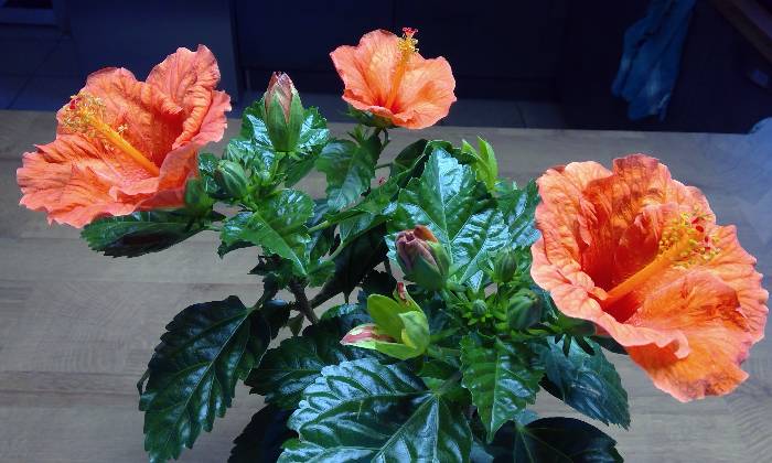 Puzzle Hibiscus - Paysages & Fleurs - Absolu Puzzle