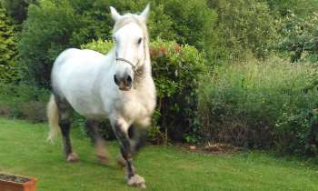 Puzzle 6002 - Cheval