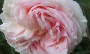 Puzzle 11637 - rose ancienne
